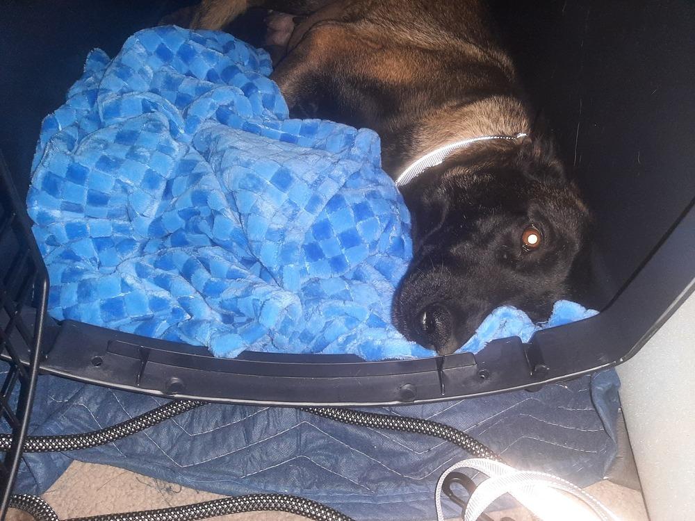 Enlarge Bonnie Bell in New Mexico, a Adoptable Belgian Shepherd / Malinois in Santa Fe, NM image 2/6