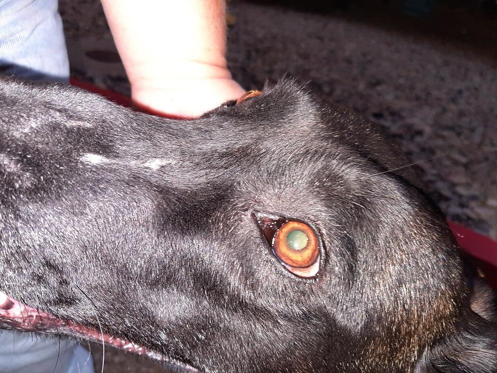 Enlarge Bonnie Bell in New Mexico, a Adoptable Belgian Shepherd / Malinois in Santa Fe, NM image 3/6