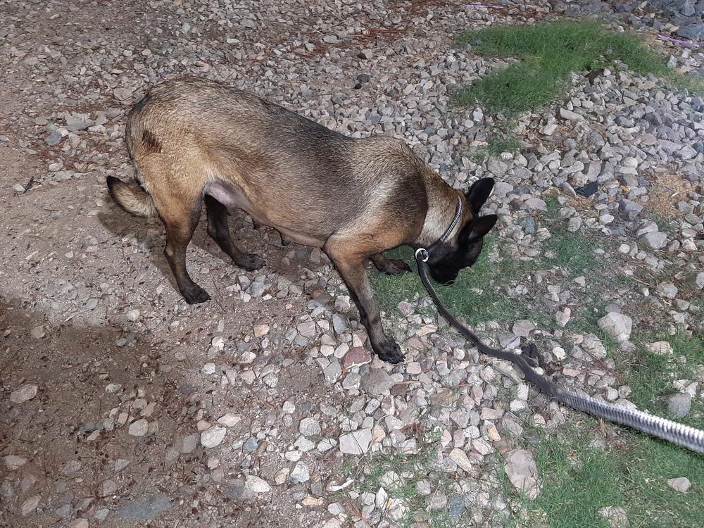 Enlarge Bonnie Bell in New Mexico, a Adoptable Belgian Shepherd / Malinois in Santa Fe, NM image 4/6
