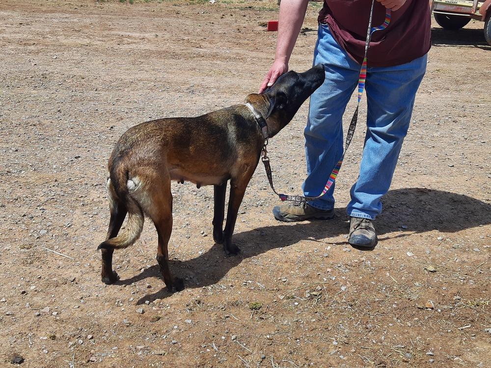 Enlarge Bonnie Bell in New Mexico, a Adoptable Belgian Shepherd / Malinois in Santa Fe, NM image 5/6