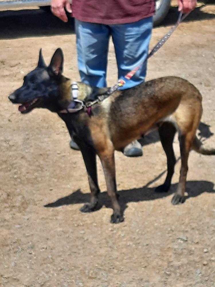 Enlarge Bonnie Bell in New Mexico, a Adoptable Belgian Shepherd / Malinois in Santa Fe, NM image 6/6