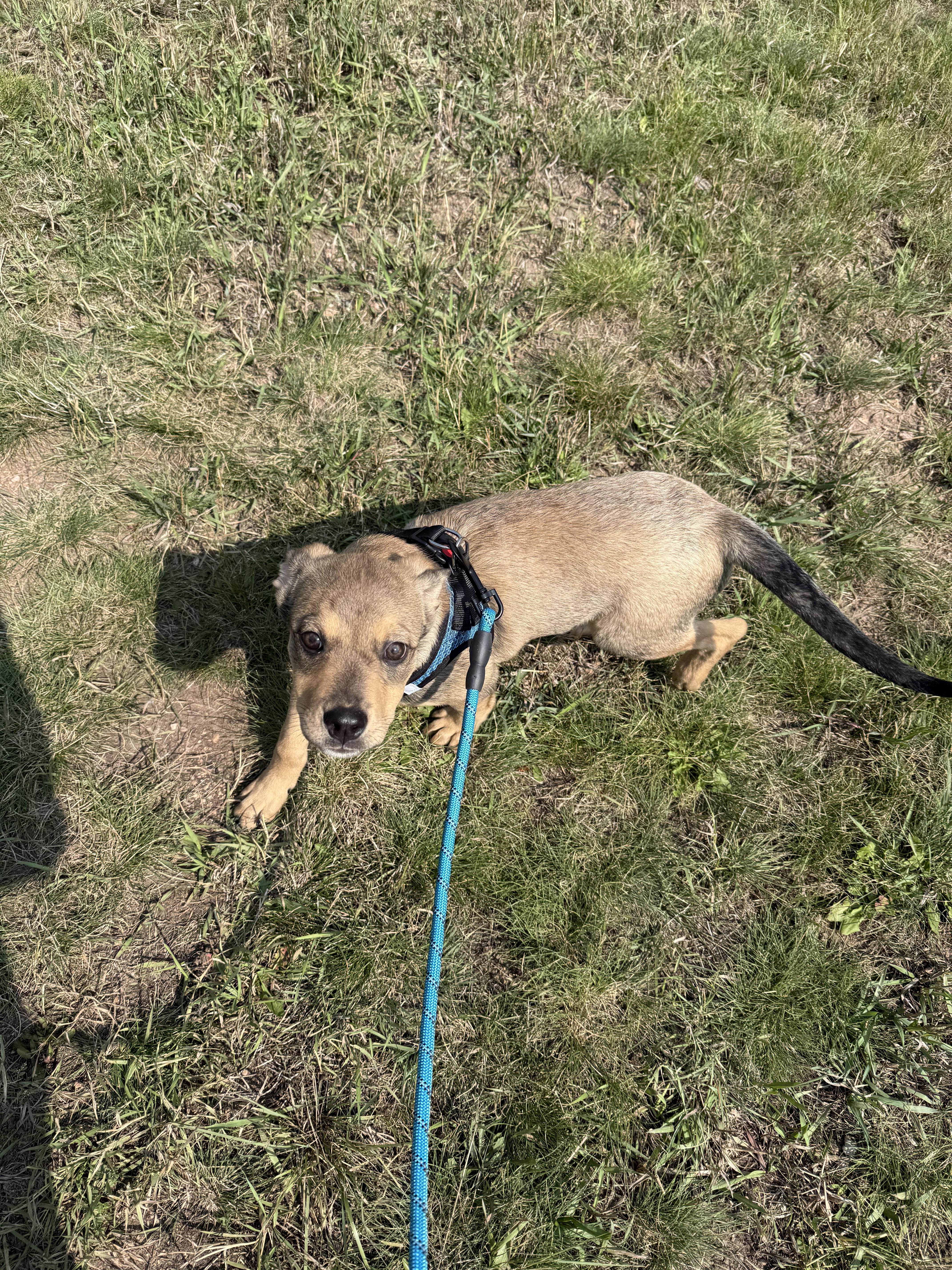 Jellybean