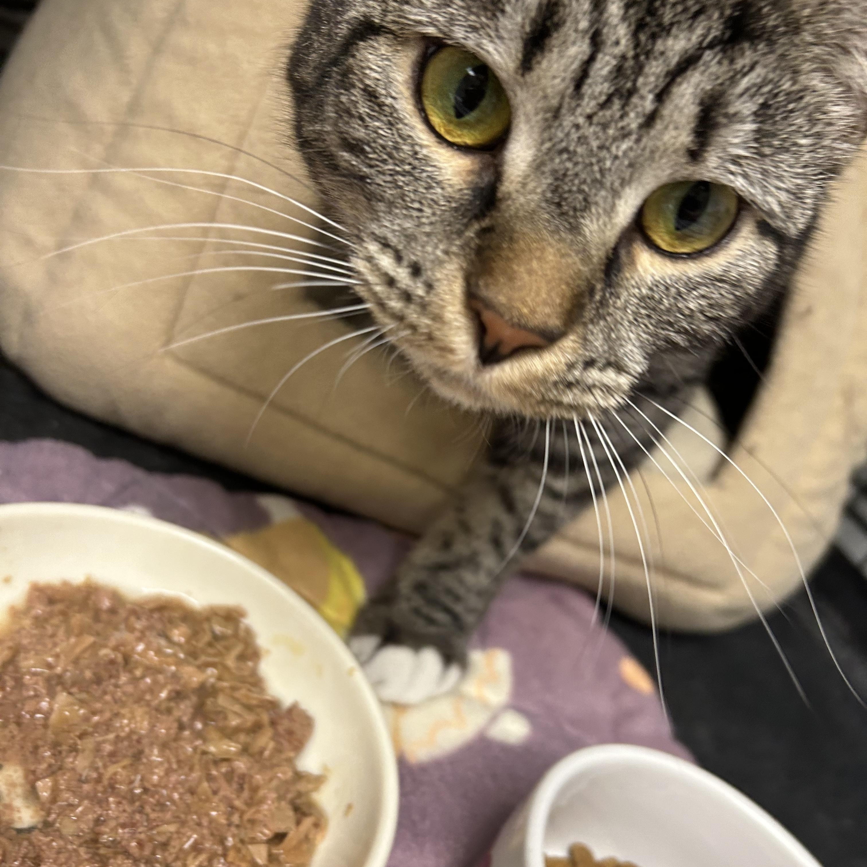 Riley, a ADOPTABLE Domestic Short Hair in Cape May, NJ image 4/4