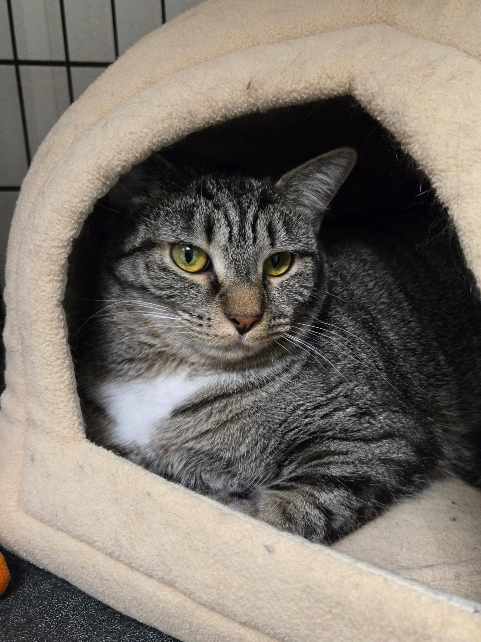 Riley, a ADOPTABLE Domestic Short Hair in Cape May, NJ image 1/4