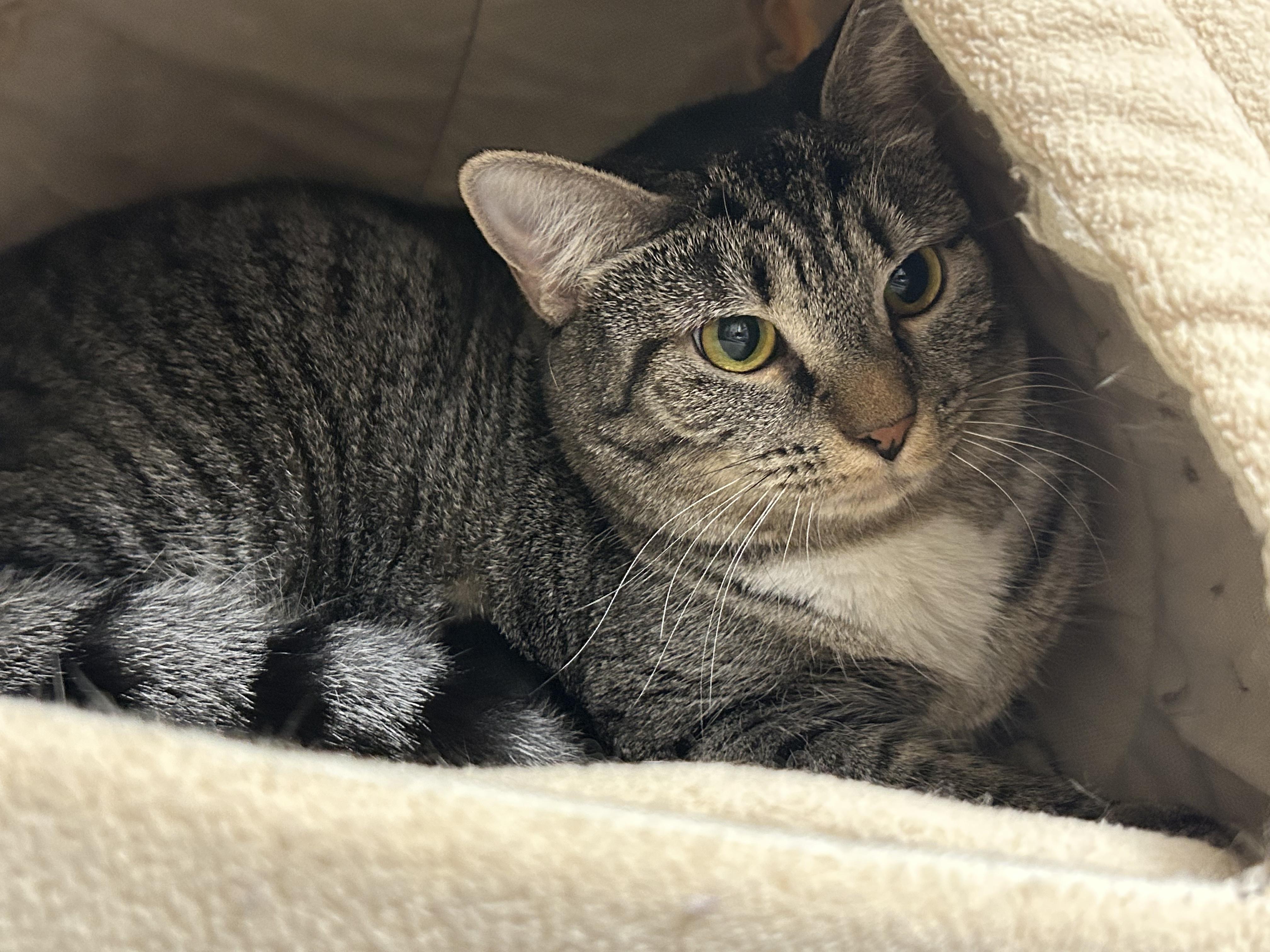 Riley, a ADOPTABLE Domestic Short Hair in Cape May, NJ image 2/4