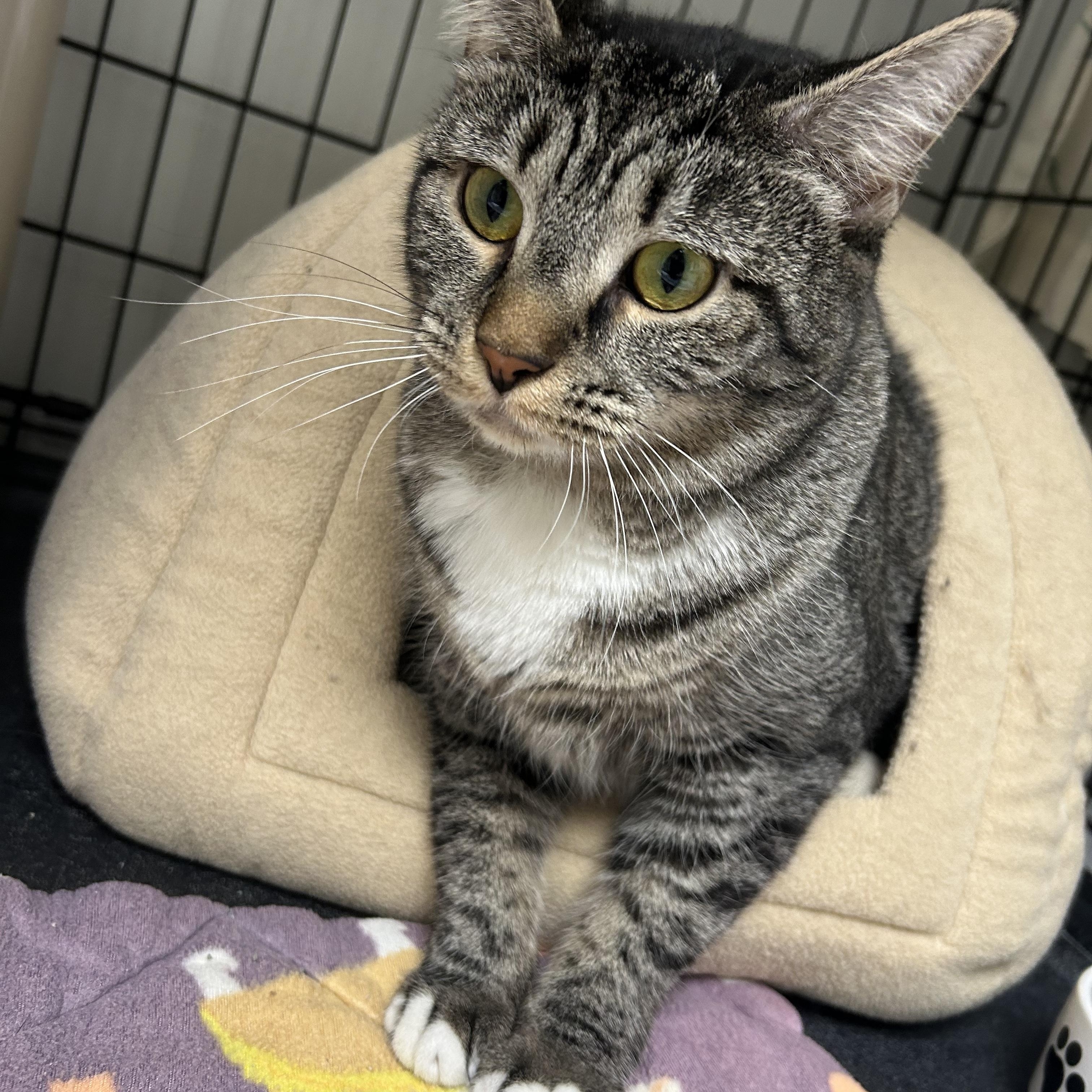 Riley, a ADOPTABLE Domestic Short Hair in Cape May, NJ image 3/4