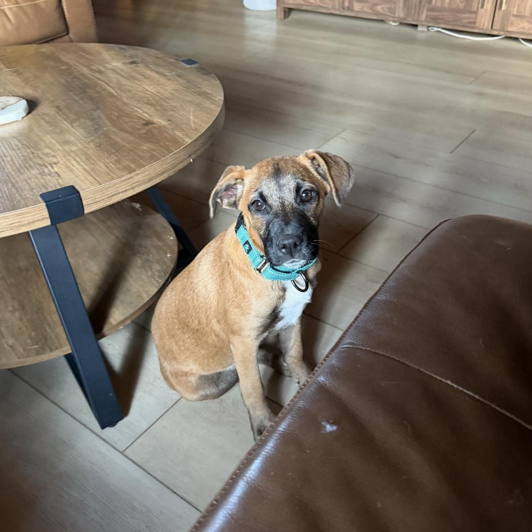 Stella, ADOPTABLE, Puppy Female Boxer.