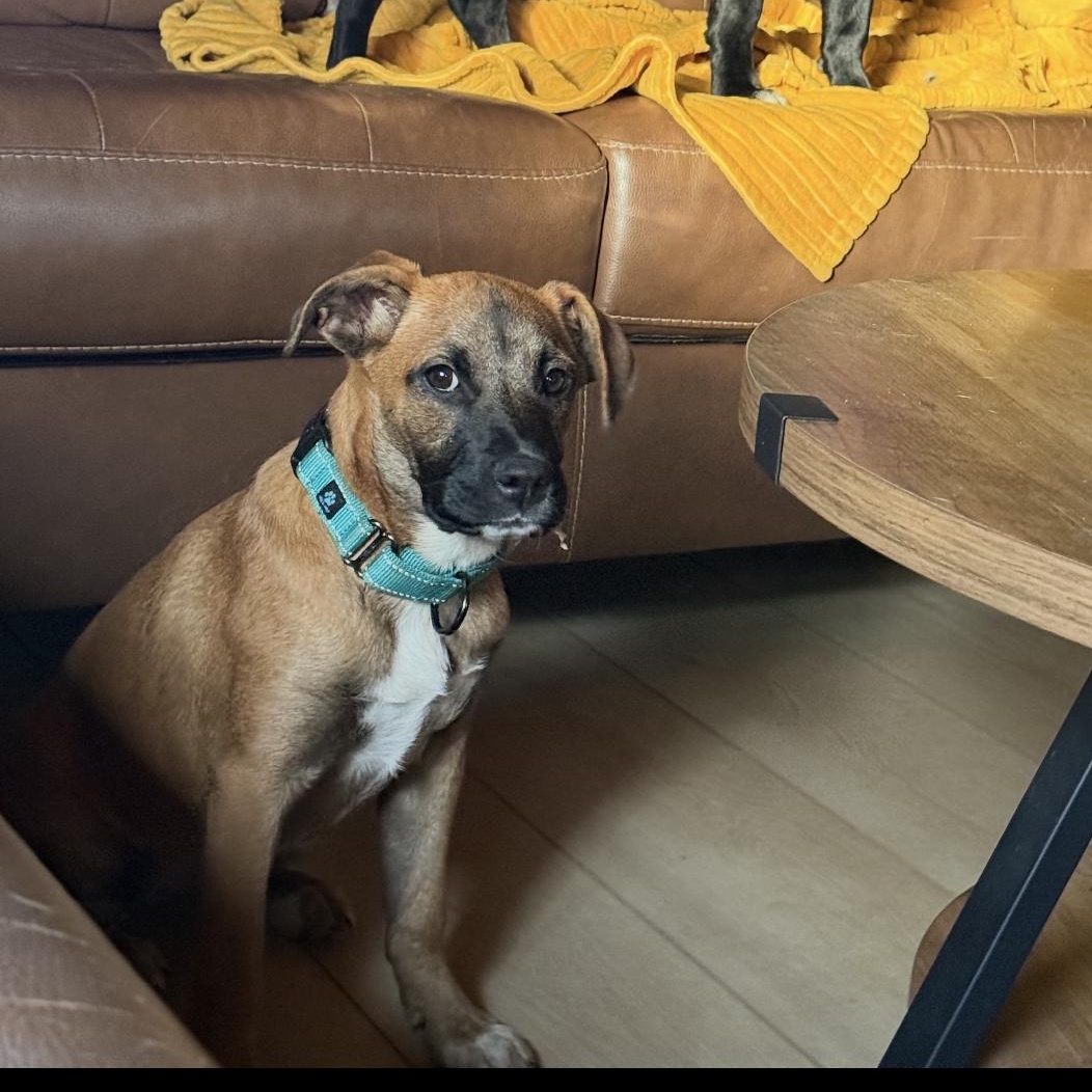 Stella, a ADOPTABLE mixed breed in South Plainfield, NJ image 2/4