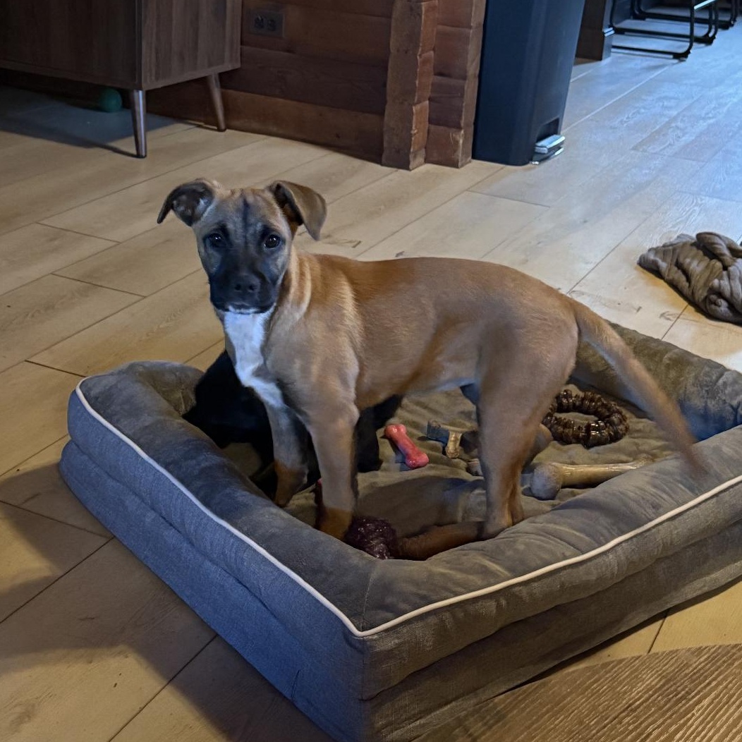 Stella, a ADOPTABLE mixed breed in South Plainfield, NJ image 3/4