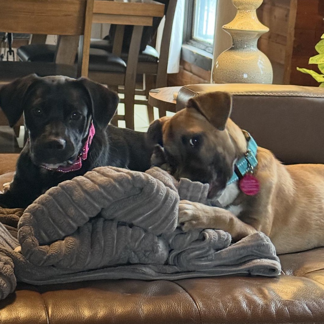 Stella, a ADOPTABLE mixed breed in South Plainfield, NJ image 4/4