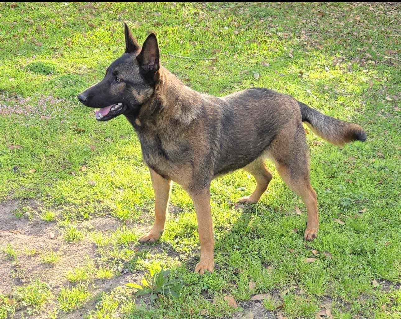 Max GSD