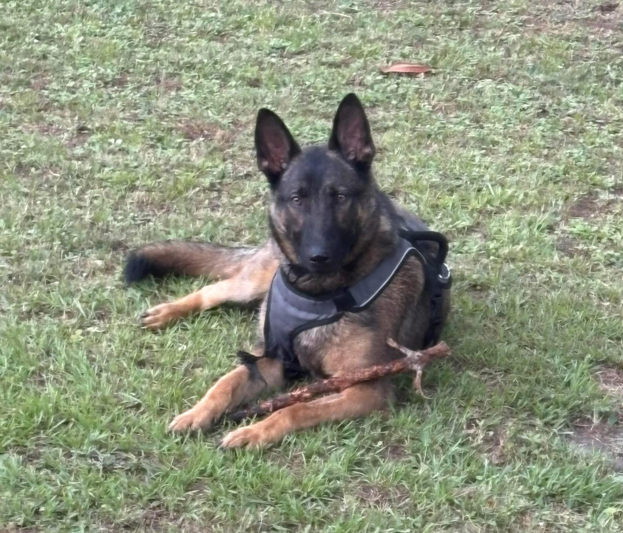 Max GSD
