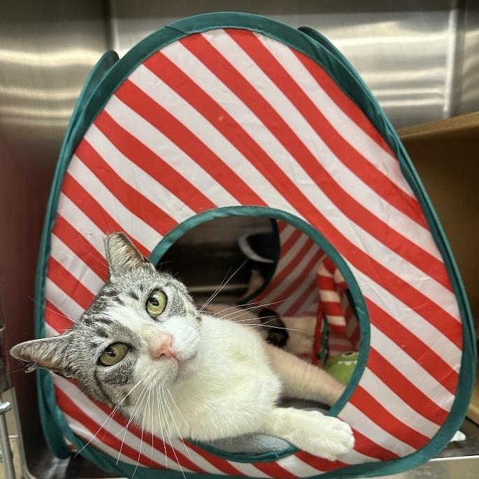 Sally, Adoptable, Adult Female Domestic Short Hair.