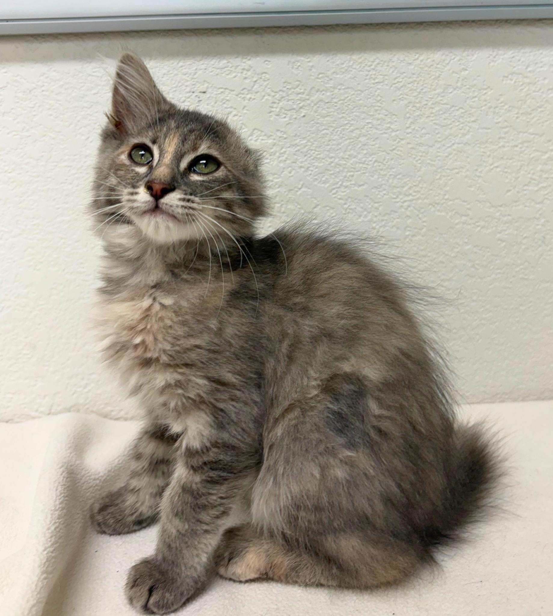 Enlarge Vannie Van Gogh, an adopted Domestic Short Hair in Pasco, WA image 3/5
