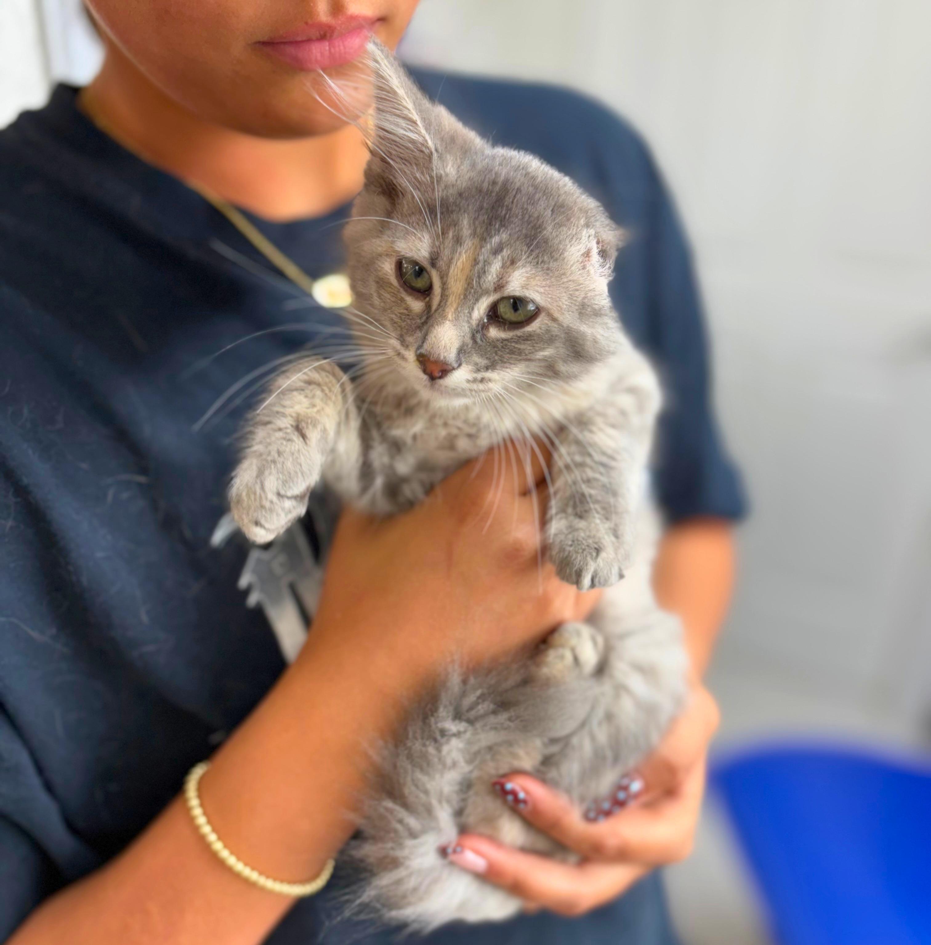 Enlarge Vannie Van Gogh, an adopted Domestic Short Hair in Pasco, WA image 5/5