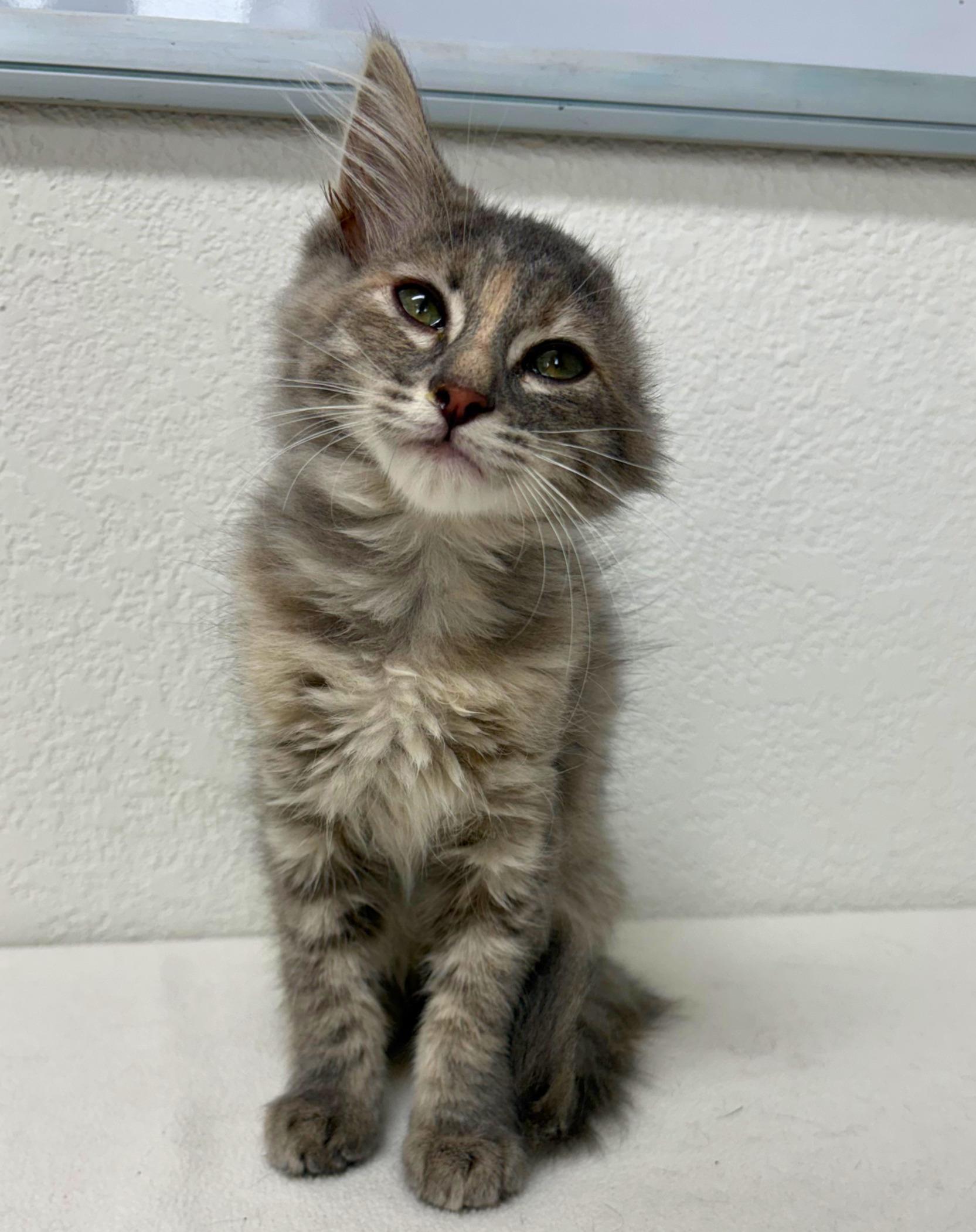Enlarge Vannie Van Gogh, an adopted Domestic Short Hair in Pasco, WA image 2/5