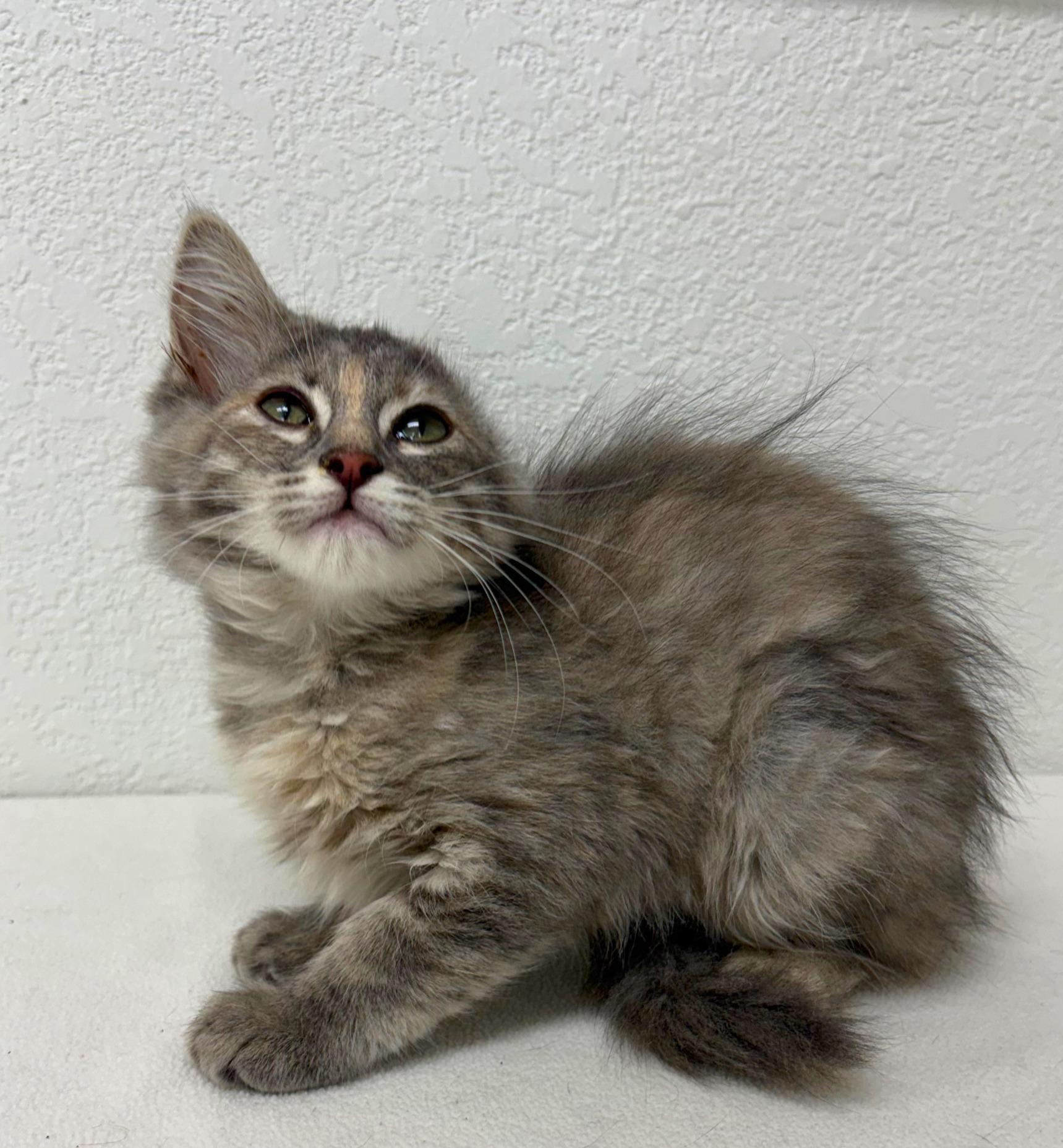 Enlarge Vannie Van Gogh, an adopted Domestic Short Hair in Pasco, WA image 4/5