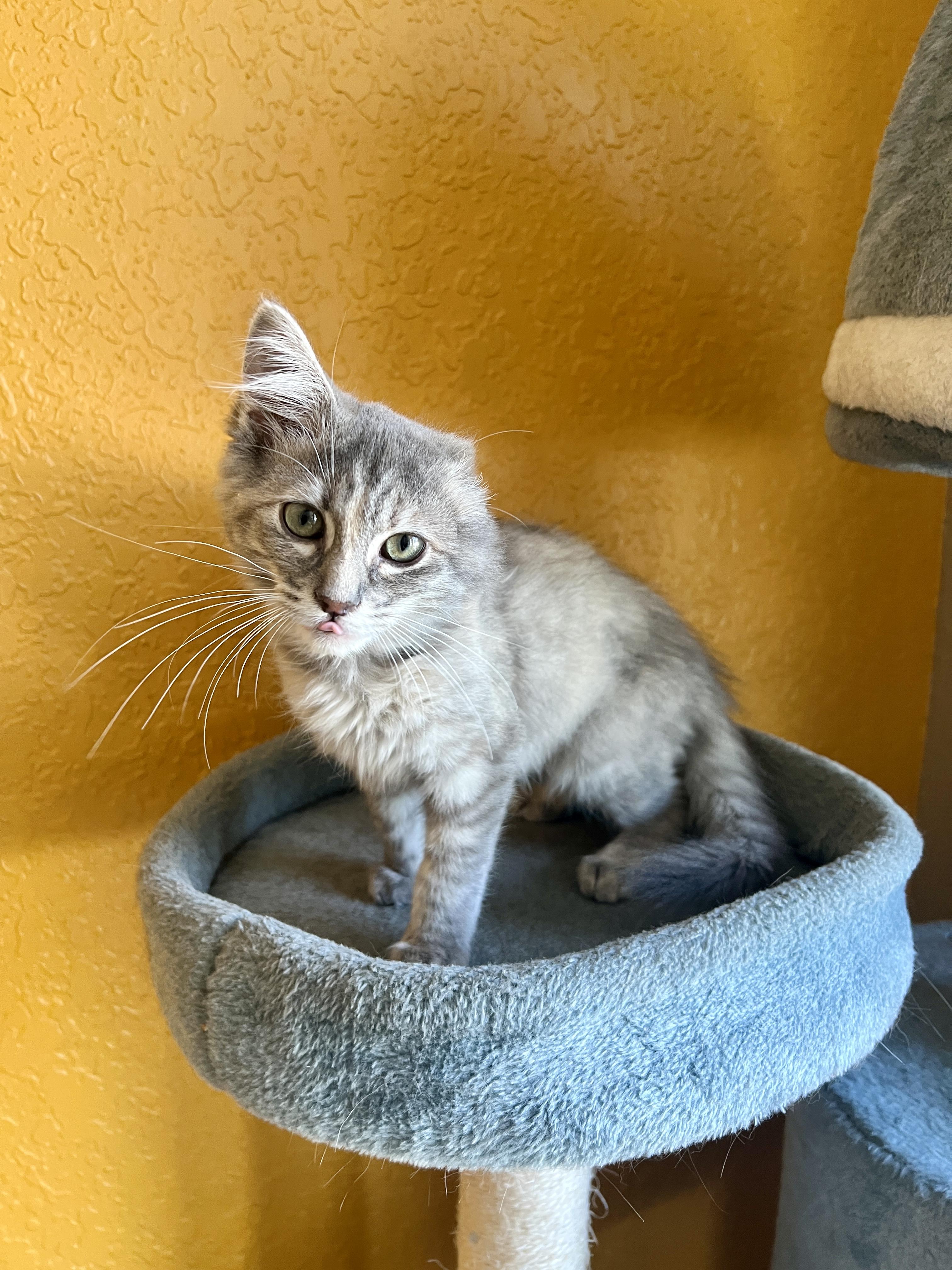 Enlarge Vannie Van Gogh, an adopted Domestic Short Hair in Pasco, WA image 1/5