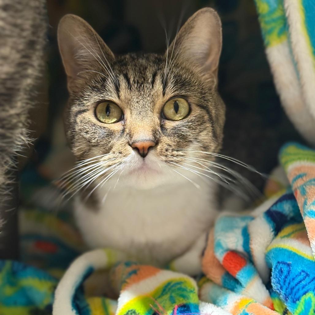 Cutie, Adoptable, Adult Female Domestic Short Hair.