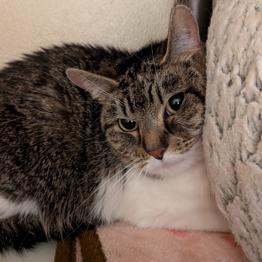 Cutie, Adoptable, Adult Female Domestic Short Hair.