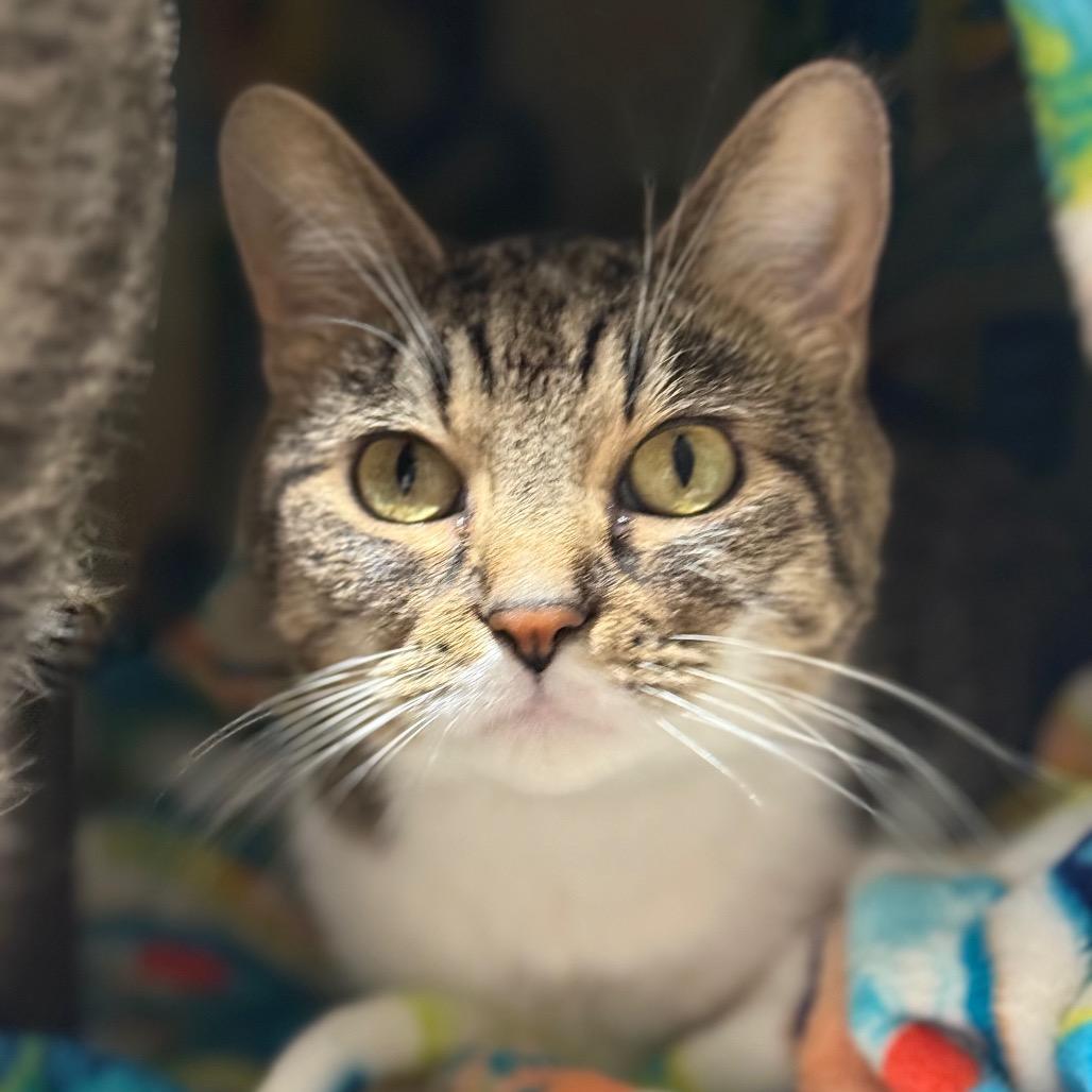 Enlarge Cutie, a Adoptable Domestic Short Hair in Jeffersonville, IN image 2/2