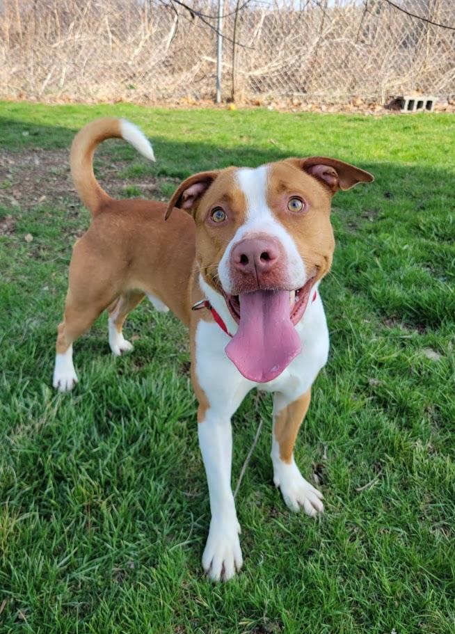 Enlarge Copper, a ADOPTABLE mixed breed in Lisbon, OH image 2/6