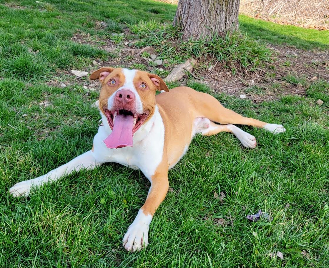 Enlarge Copper, a ADOPTABLE mixed breed in Lisbon, OH image 6/6