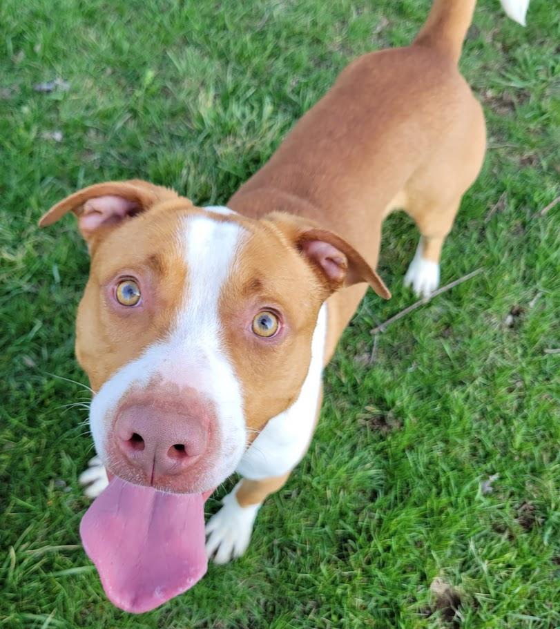 Enlarge Copper, a ADOPTABLE mixed breed in Lisbon, OH image 1/6