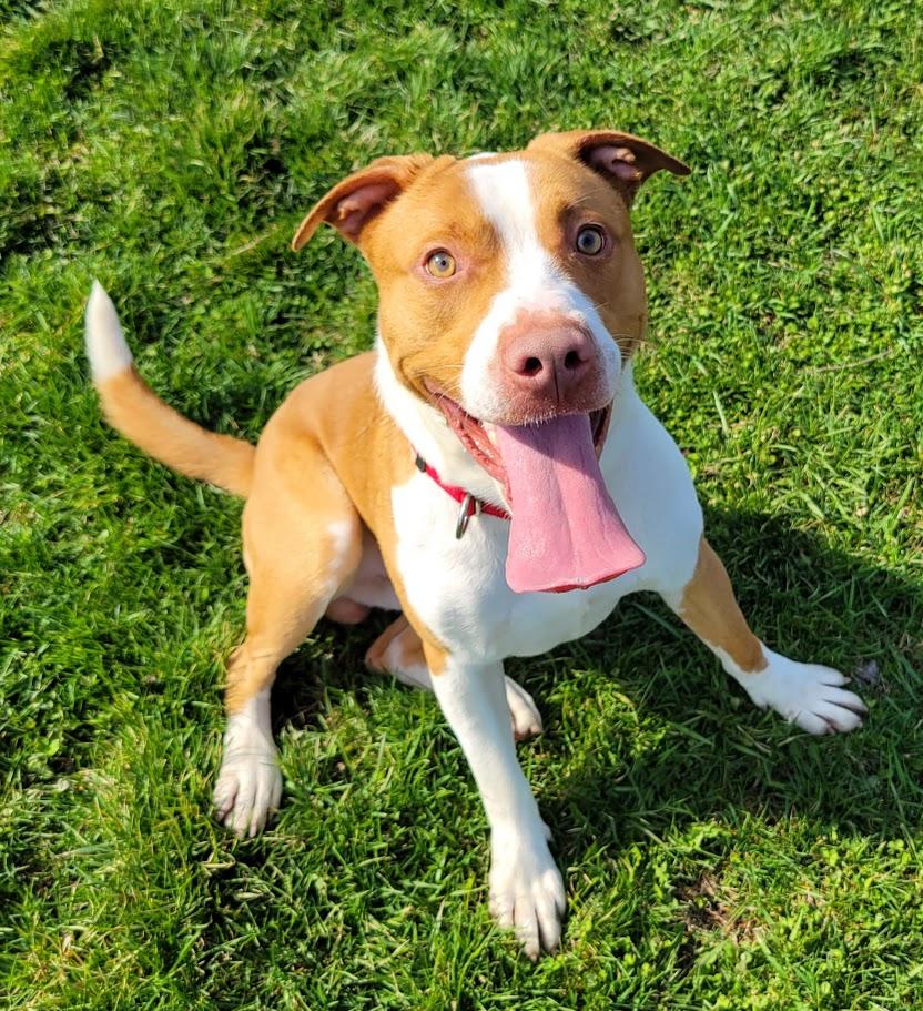 Copper, ADOPTABLE, Young Male Pit Bull Terrier.