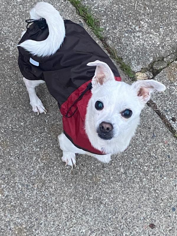 Poncho, a ADOPTABLE mixed breed in Concord, CA image 4/6