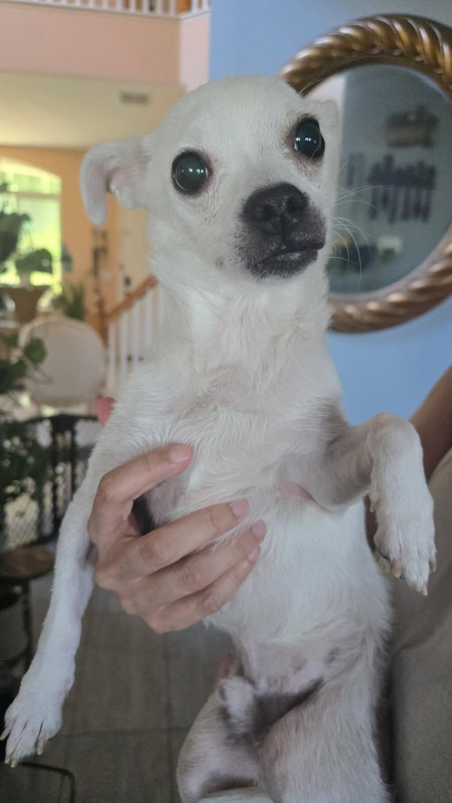Poncho, a ADOPTABLE mixed breed in Concord, CA image 3/6