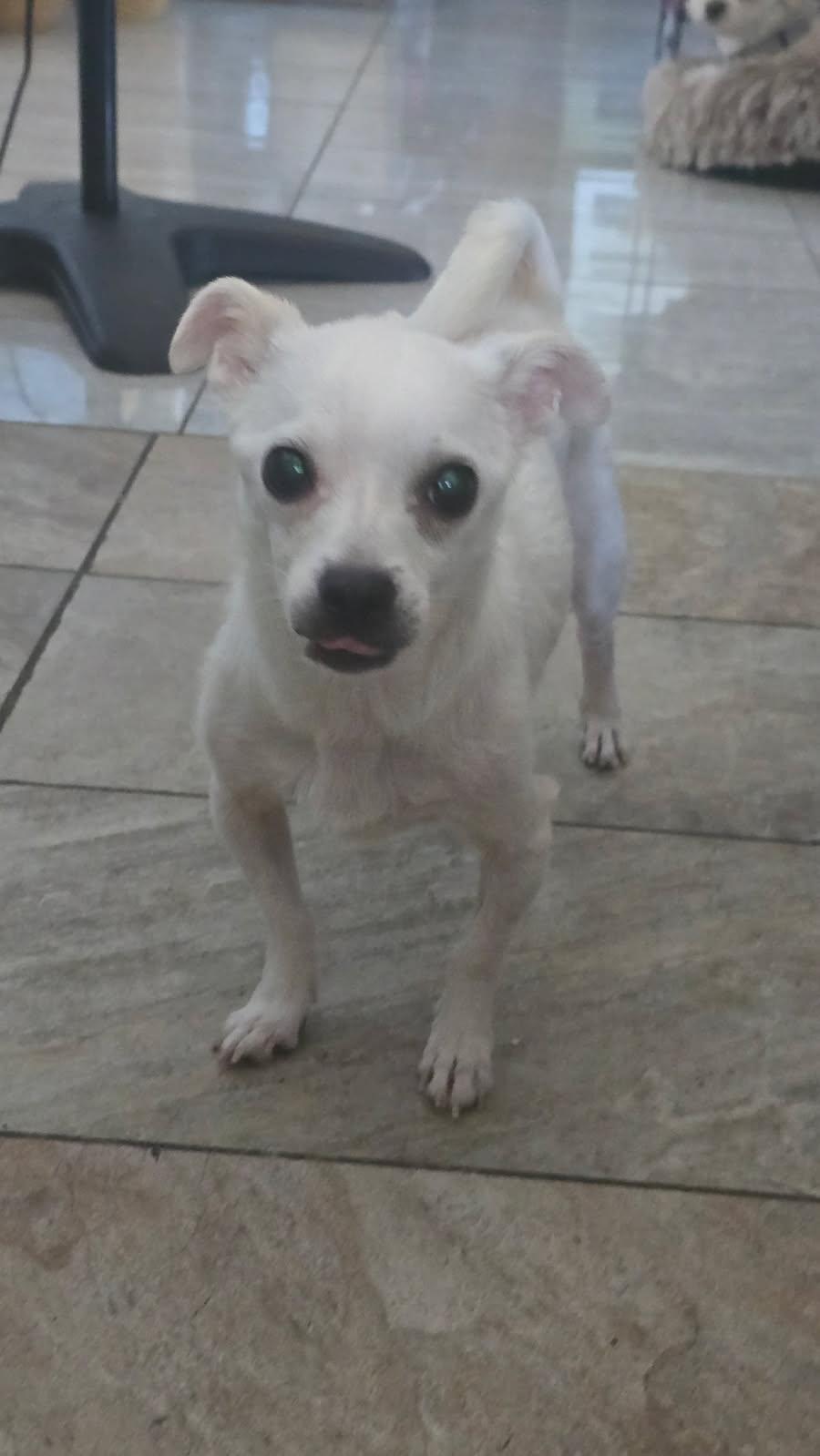 Poncho, a ADOPTABLE mixed breed in Concord, CA image 1/6