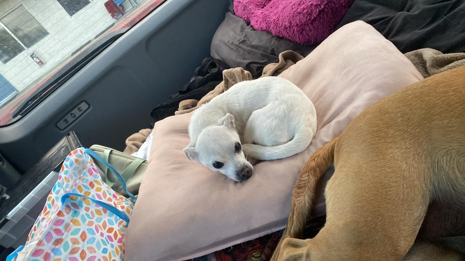 Poncho, a ADOPTABLE mixed breed in Concord, CA image 5/6