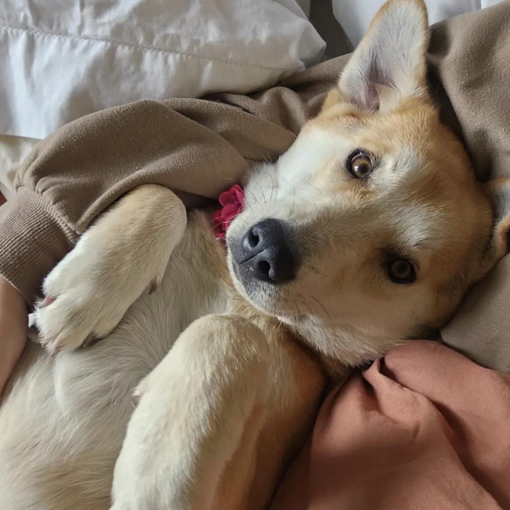 Enlarge Dumpling D12676, a Adoptable mixed breed in St. Cloud, MN image 1/5