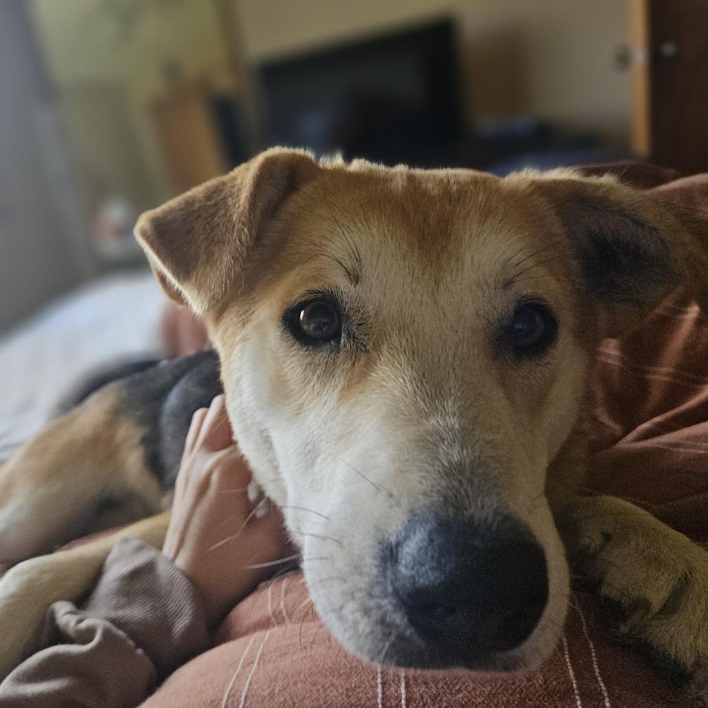 Enlarge Dumpling D12676, a Adoptable mixed breed in St. Cloud, MN image 3/5
