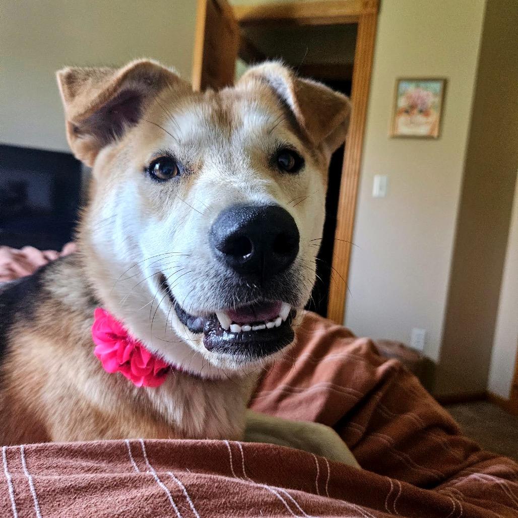 Enlarge Dumpling D12676, a Adoptable mixed breed in St. Cloud, MN image 4/5