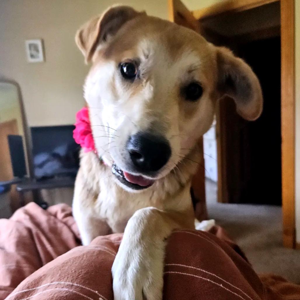 Enlarge Dumpling D12676, a Adoptable mixed breed in St. Cloud, MN image 5/5