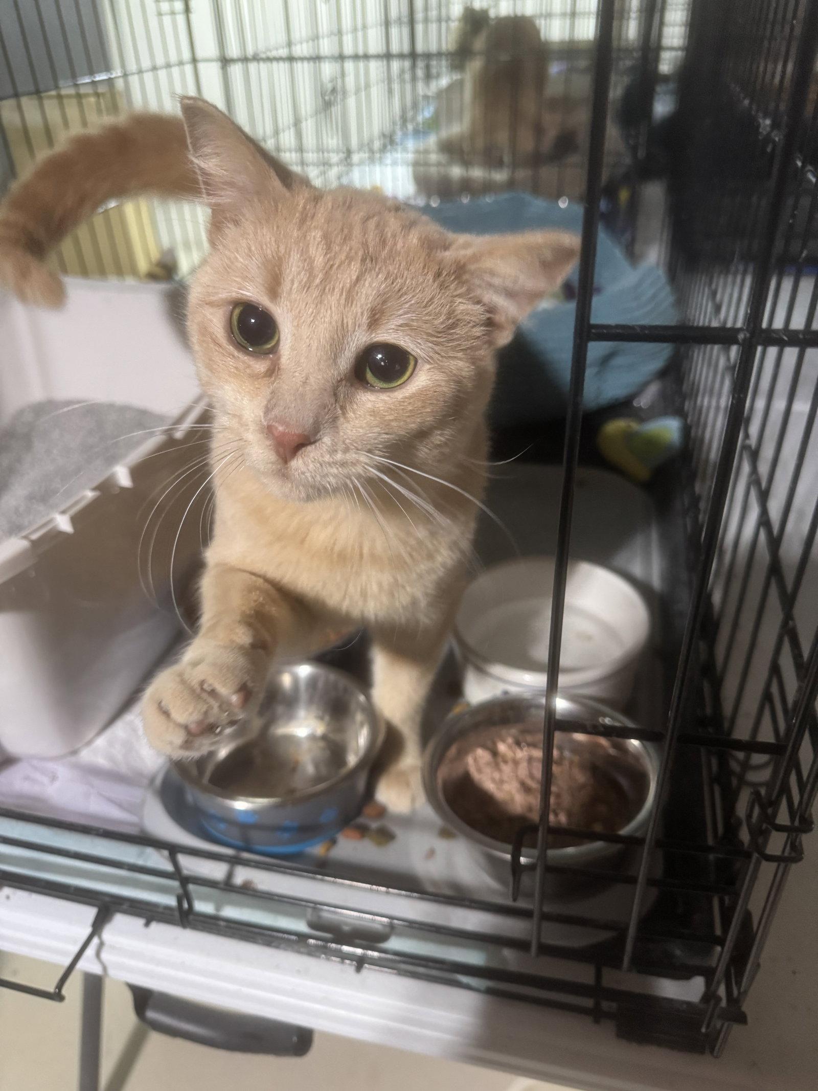 Enlarge Kip, a Adoptable Domestic Short Hair in Walled Lake, MI image 1/3