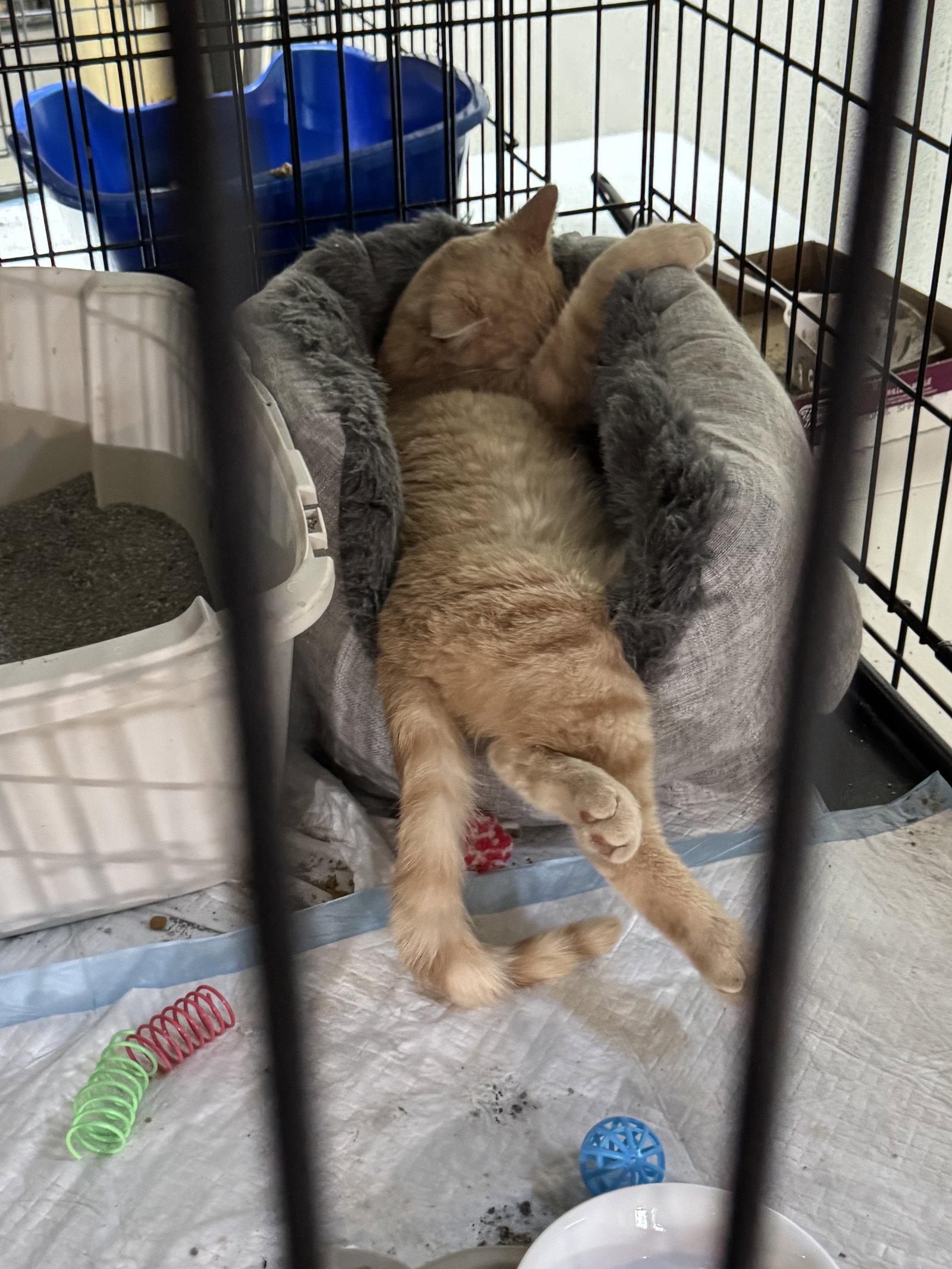 Enlarge Kip, a Adoptable Domestic Short Hair in Walled Lake, MI image 2/3