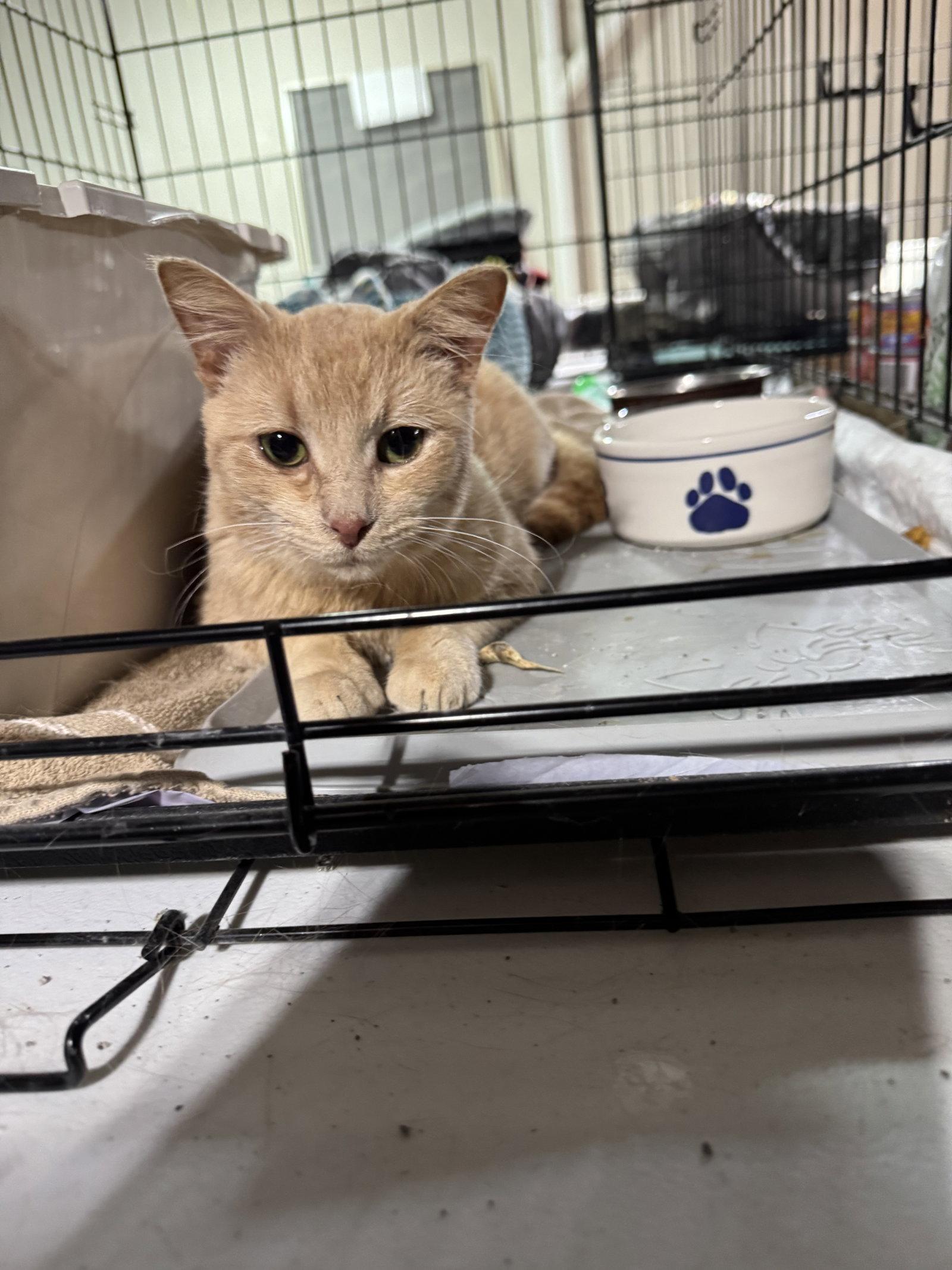 Enlarge Kip, a Adoptable Domestic Short Hair in Walled Lake, MI image 3/3