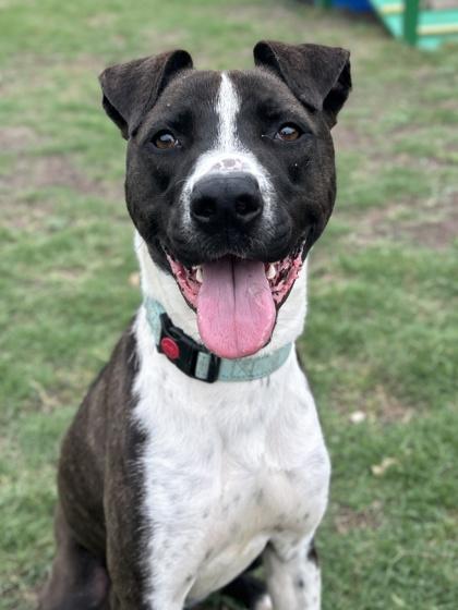 Barley — thumbnail 2