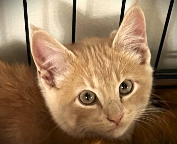 Enlarge Flame, an adopted Domestic Short Hair in Mankato, MN image 1/3