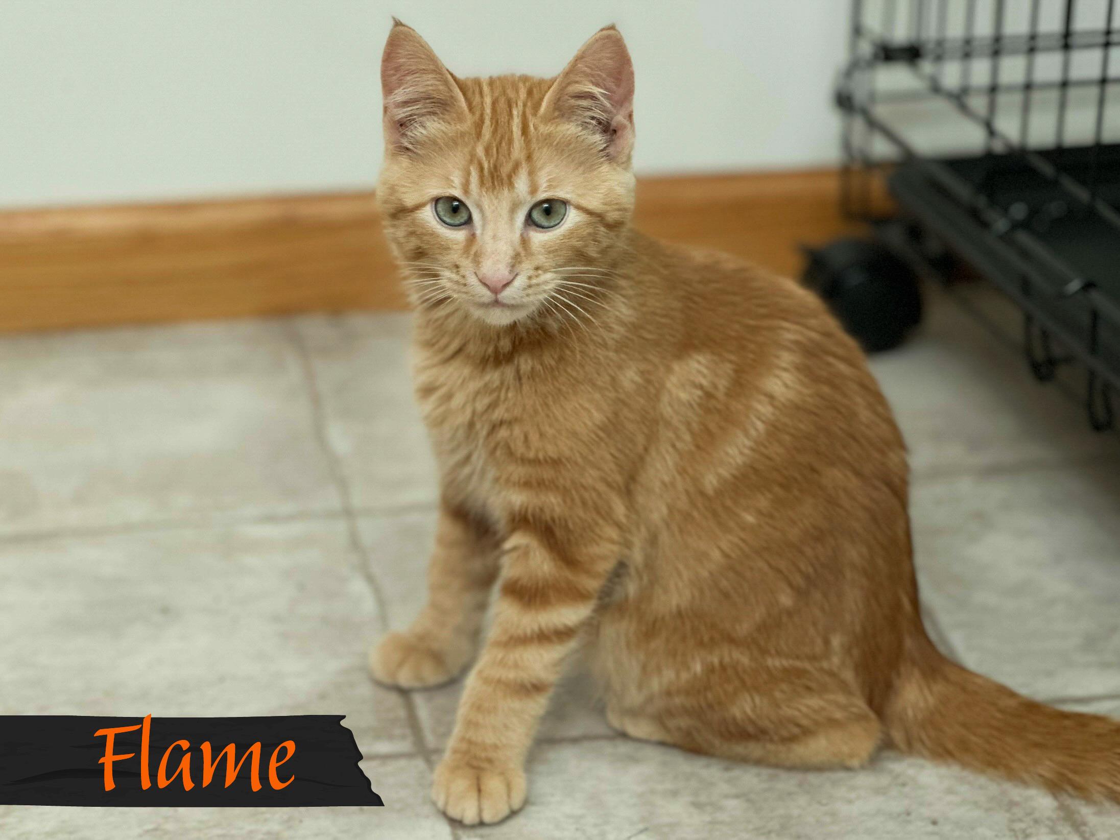 Enlarge Flame, an adopted Domestic Short Hair in Mankato, MN image 2/3