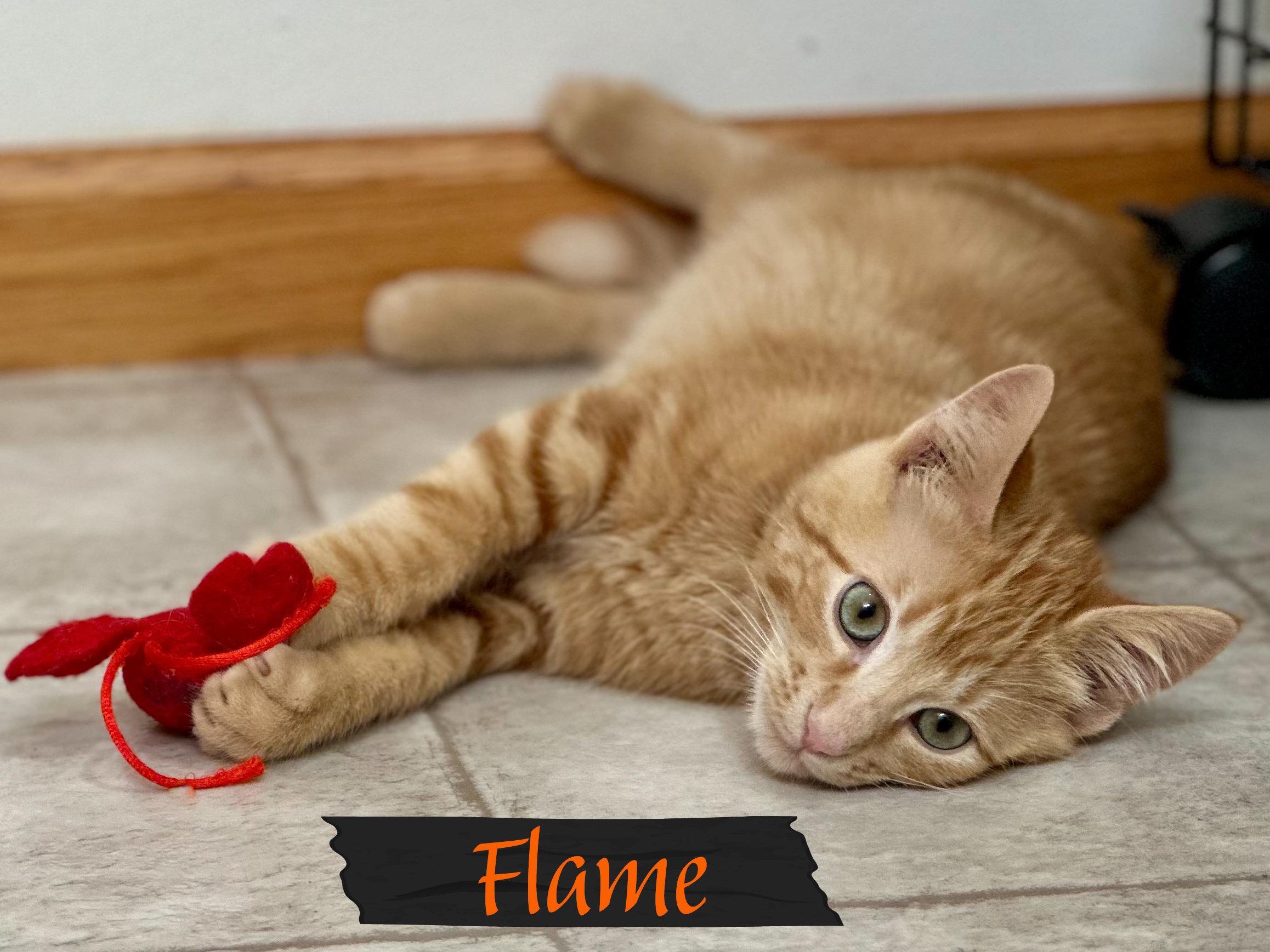 Enlarge Flame, an adopted Domestic Short Hair in Mankato, MN image 3/3