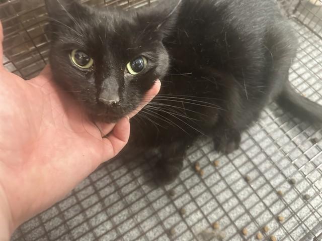 MAZEY, Adoptable, Young Female Domestic Short Hair.