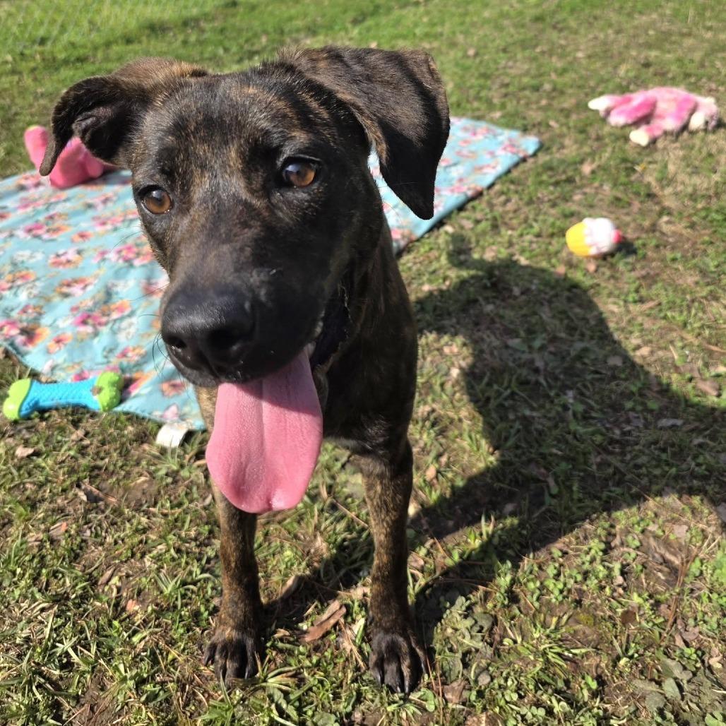 Enlarge Brindy, a Adoptable Mixed Breed in Gadsden, AL image 1/6