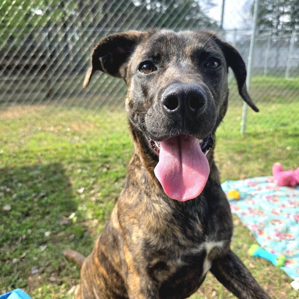 Enlarge Brindy, a Adoptable Mixed Breed in Gadsden, AL image 2/6