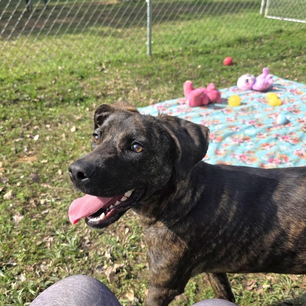 Enlarge Brindy, a Adoptable Mixed Breed in Gadsden, AL image 3/6