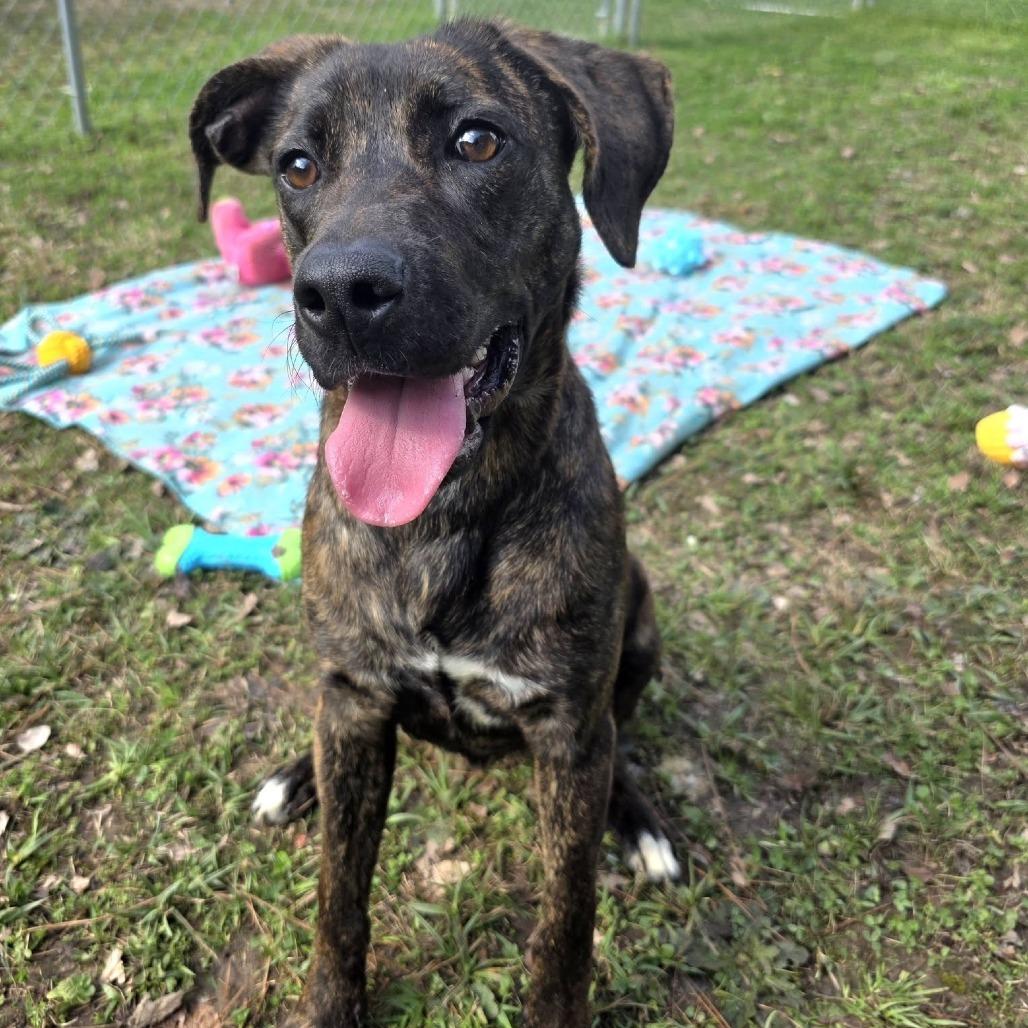 Enlarge Brindy, a Adoptable Mixed Breed in Gadsden, AL image 4/6