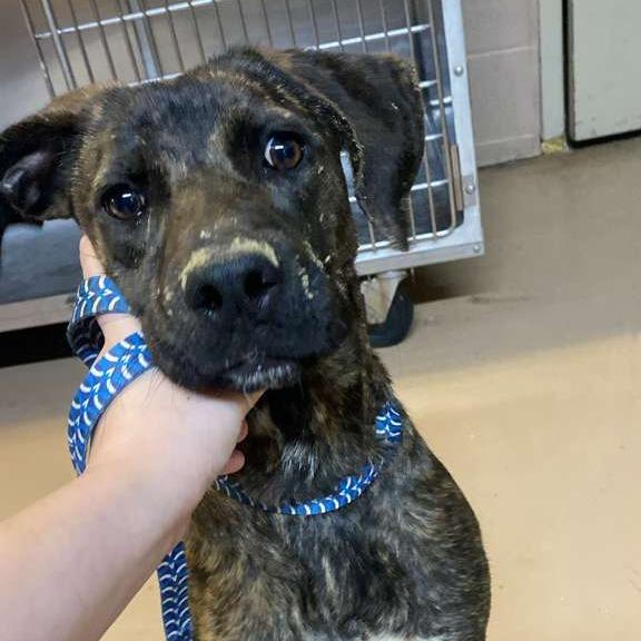 Enlarge Brindy, a Adoptable Mixed Breed in Gadsden, AL image 5/6